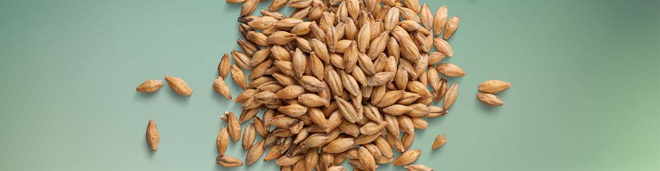 Barley
